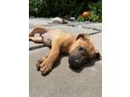 Adopt Malisha a Brown/Chocolate - with Black Boxer / Mixed dog in Thousand Oaks