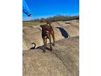 Adopt Lilo a Brown/Chocolate Australian Kelpie / Mixed dog in Tulsa
