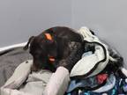 Adopt Daisy Mae a Brown/Chocolate German Shorthaired Pointer / Mixed dog in