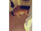 Adopt Rogue a Tan/Yellow/Fawn - with White Boxer / Mixed dog in Houston