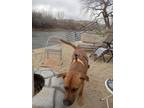 Adopt Timmie a Tricolor (Tan/Brown & Black & White) German Shepherd Dog / Mixed