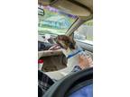 Adopt Ciera a Tricolor (Tan/Brown & Black & White) Australian Cattle Dog /