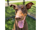 Adopt Aspen a Brown/Chocolate Doberman Pinscher / Mixed Breed (Medium) / Mixed