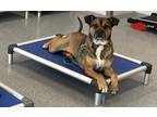Adopt Maggie a Tan/Yellow/Fawn - with White Boxer / Labradoodle / Mixed dog in