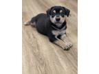 Adopt Luke a Black - with Tan, Yellow or Fawn Mixed Breed (Small) / Beagle /