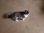 Adopt BABY a Black & White or Tuxedo Domestic Longhair / Mixed (long coat) cat