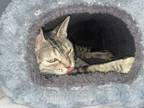 Adopt Mama Fuzzy a Brown Tabby Domestic Shorthair (short coat) cat in Phoenix