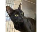 Adopt Rip a Domestic Shorthair / Mixed cat in Birdsboro, PA (41560332)