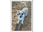 Adopt BIRCH a White - with Tan, Yellow or Fawn Jack Russell Terrier / Mixed dog