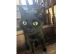 Adopt Eden a All Black American Shorthair / Mixed (short coat) cat in