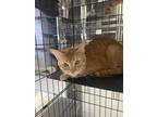 Adopt Blitz a Orange or Red Tabby Domestic Shorthair (short coat) cat in