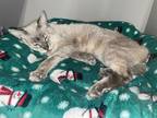 Adopt Snowball a Gray or Blue Siamese (short coat) cat in Phoenix, AZ (41560352)