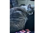 Adopt Snowflake a Gray, Blue or Silver Tabby American Shorthair / Mixed (medium