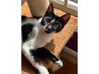 Adopt Hilda a Black & White or Tuxedo Domestic Shorthair (short coat) cat in