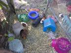 Adopt Guinea Pigs (8M & 10F) a Multi Guinea Pig (short coat) small animal in
