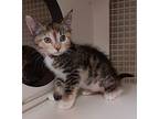 Catie the Calico Domestic Shorthair Kitten Female