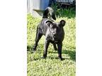 Adopt Champ a Black Labrador Retriever / Shepherd (Unknown Type) dog in Halifax