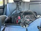 Gus American Bulldog Senior Male