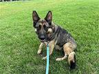 Morrigan German Shepherd Dog Adult Female