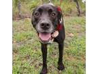 Adopt Luna a Labrador Retriever, Mixed Breed