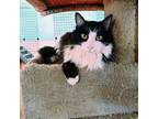 Adopt Sasha a Domestic Long Hair
