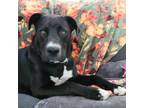 Adopt Ruby a Labrador Retriever