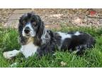 Adopt Callie N 24058 a Cocker Spaniel