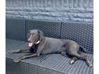 Adopt Campo / Millie a Labrador Retriever