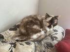 Adopt Willow - Older Siamese Mix/Torti -SHORT Term Fost a Siamese