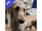 Adopt Skylar a Standard Poodle, Mixed Breed
