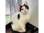 Adopt Birch a Domestic Short Hair