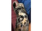 Adopt Natasha Romanoff a Domestic Short Hair