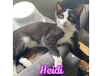 Adopt Heidi a Domestic Short Hair