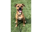 Adopt Princess a Boxer, Mixed Breed