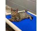 Adopt Guava a Domestic Short Hair