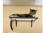 Adopt Gooseberry a Domestic Short Hair