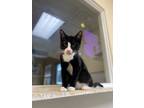 Adopt Blueberry a Domestic Short Hair