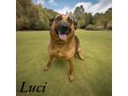Adopt Luci a German Shepherd Dog