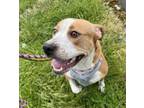 Adopt Joyride *FREE ADOPTION FEE* a Pit Bull Terrier, Mixed Breed