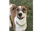 Adopt Entra ***RESCUE CENTER*** a Labrador Retriever, Great Dane
