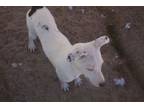 Adopt Elsa ***FOSTER HOME*** a Labrador Retriever, Great Dane
