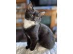 Adopt Baby DA a Domestic Medium Hair