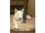 Adopt Anna 23D-0275 a German Shepherd Dog