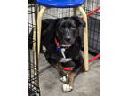 Adopt Miesler a Boxer, Australian Shepherd