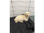Adopt CICI a Portuguese Podengo, Glen of Imaal Terrier