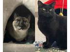 Adopt MAMMA KITTYKAT a Siamese