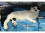Adopt Cafe con Leche a Domestic Short Hair, Turkish Van