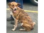 Adopt RAZBERRY a Australian Cattle Dog / Blue Heeler