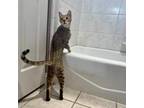 Adopt Luna a Bengal