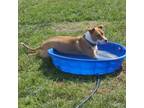 Adopt Pop Tart a Pit Bull Terrier, Mixed Breed